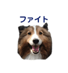 love sheltie (cha)（個別スタンプ：11）