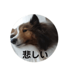 love sheltie (cha)（個別スタンプ：20）