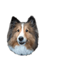 love sheltie (cha)（個別スタンプ：21）