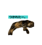 げんきとゆうき1（個別スタンプ：2）