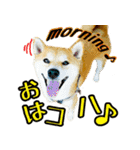 虎春日和 弐の巻（個別スタンプ：1）
