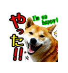 虎春日和 弐の巻（個別スタンプ：5）