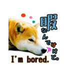 虎春日和 弐の巻（個別スタンプ：7）