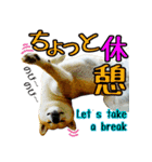 虎春日和 弐の巻（個別スタンプ：9）