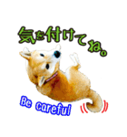 虎春日和 弐の巻（個別スタンプ：11）