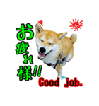 虎春日和 弐の巻（個別スタンプ：13）