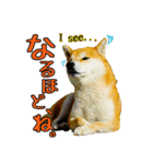 虎春日和 弐の巻（個別スタンプ：19）