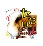 虎春日和 弐の巻（個別スタンプ：36）