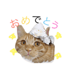 コテモツの日常スタンプ①（個別スタンプ：6）