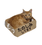 コテモツの日常スタンプ①（個別スタンプ：7）