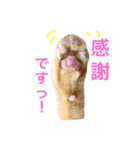 コテモツの日常スタンプ①（個別スタンプ：8）