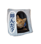 コテモツの日常スタンプ①（個別スタンプ：12）