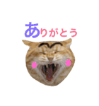 コテモツの日常スタンプ①（個別スタンプ：14）