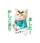 コテモツの日常スタンプ①（個別スタンプ：20）