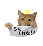 コテモツの日常スタンプ①（個別スタンプ：31）