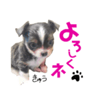 セキグチのきゅーちゃん（個別スタンプ：1）