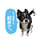 セキグチのきゅーちゃん（個別スタンプ：5）