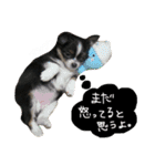 セキグチのきゅーちゃん（個別スタンプ：12）