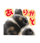 セキグチのきゅーちゃん（個別スタンプ：16）