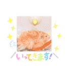 長毛ハムスター★つくしBIWAメロミロmint（個別スタンプ：4）