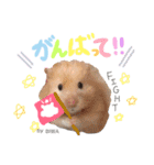 長毛ハムスター★つくしBIWAメロミロmint（個別スタンプ：8）
