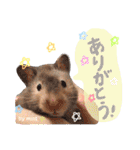 長毛ハムスター★つくしBIWAメロミロmint（個別スタンプ：12）