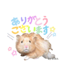 長毛ハムスター★つくしBIWAメロミロmint（個別スタンプ：13）