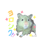 長毛ハムスター★つくしBIWAメロミロmint（個別スタンプ：17）