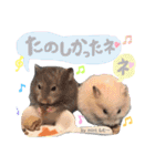 長毛ハムスター★つくしBIWAメロミロmint（個別スタンプ：22）