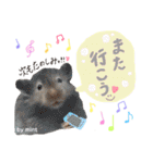長毛ハムスター★つくしBIWAメロミロmint（個別スタンプ：23）