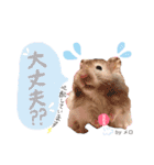長毛ハムスター★つくしBIWAメロミロmint（個別スタンプ：25）