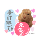 長毛ハムスター★つくしBIWAメロミロmint（個別スタンプ：26）
