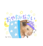 長毛ハムスター★つくしBIWAメロミロmint（個別スタンプ：29）
