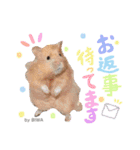 長毛ハムスター★つくしBIWAメロミロmint（個別スタンプ：31）