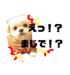愛犬達のスタンプワールドpart2（個別スタンプ：3）