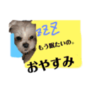 愛犬達のスタンプワールドpart2（個別スタンプ：4）