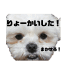 愛犬達のスタンプワールドpart2（個別スタンプ：8）