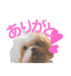 愛犬達のスタンプワールドpart2（個別スタンプ：9）