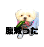 愛犬達のスタンプワールドpart2（個別スタンプ：10）