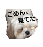 愛犬達のスタンプワールドpart2（個別スタンプ：13）