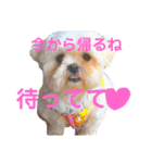 愛犬達のスタンプワールドpart2（個別スタンプ：15）