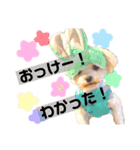 愛犬達のスタンプワールドpart2（個別スタンプ：19）