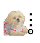 愛犬達のスタンプワールドpart2（個別スタンプ：20）