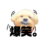 愛犬達のスタンプワールドpart2（個別スタンプ：21）