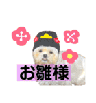 愛犬達のスタンプワールドpart2（個別スタンプ：24）