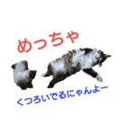 にゃんずの日々（個別スタンプ：7）