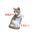 にゃんずの日々（個別スタンプ：8）