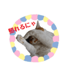 にゃんずの日々（個別スタンプ：14）