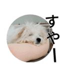 もこもこモコ丸1（個別スタンプ：3）