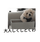 もこもこモコ丸1（個別スタンプ：6）